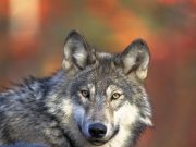 Wer hat Angst vorm bösen Wolf?