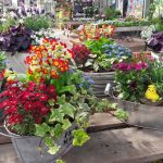 Andresen Sommer BlumenJPG