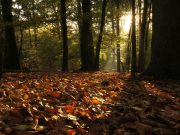 Tag der Buchenwälder