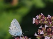 NABU-Gartenprojekt für Wildbienen