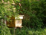 Glückliche Bienen in Ahrensburg – Majas und Willys müssen noch in die Schule