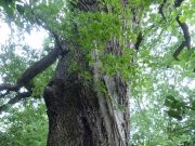 Bald ein weiteres Naturdenkmal in Ammersbek?