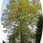 PM_190826_Linde-am-Bahnhof-Hoisbüttel_im Frühling 2018