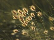 Grasgeflüster in der Baumschule Andresen