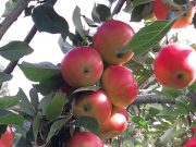 Apfeltag in der Gartenbaumschule Andresen – am 12. Oktober ist es wieder soweit!