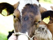 Matthias Stührwoldt und seine „Melkbuerngeschichten“ in Todendorf