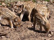 Brut- und Setzzeit – Hunde bitte an die Leine