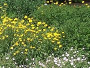 Bargteheide bewirbt sich um einen Preis beim Wettbewerb: „vorbildliche öffentliche Straßenbegrünung“