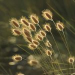 Grasgeflüster 1