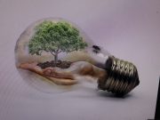 Waldzustandsbericht 2020: Der Wald leidet weiter unter den Dürrefolgen