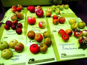 Apfelsortenbestimmung vom Experten bei Andresens