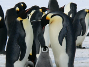 Pinguine und andere Seevögel – Vortragsreihe des Vereins Jordsand