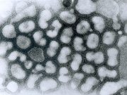 Landwirtschaftsminister Jan Philipp Albrecht: „Der Kampf gegen die Geflügelpest braucht einen langen Atem“