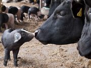 Kattendorfer Hof übernimmt Bioladen