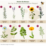 beliebteste-bienenfreundliche-pflanzen-top-10