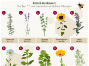 Rettet die Bienen – Die Top 10 der bienenfreundlichen Pflanzen!