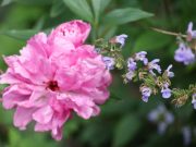 FloristenInnen verschenken 100.000 Blumensträuße