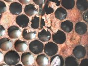 Amerikanische Faulbrut der Bienen (AFB) in Bargteheide amtlich festgestellt