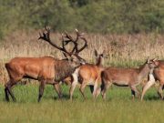 Führung zur Rothirschbrunft im Duvenstedter Brook