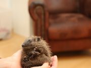 Hilfe für die Igel