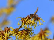Gründungstreffen Regionalgruppe De Immen e.V.