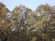 Mischung standortheimischer Laubbaumarten