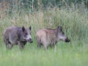 Explosionsartige Entwicklung der Schwarzwildpopulation in Stormarn