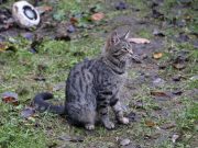 Freilebende Katzen können wieder kastriert werden