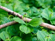 Reiche Frühjahrsvegetation im Beimoorwald