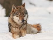 Naturschutzminister Goldschmidt besucht Wolfspräventionsgebiet im Kreis Herzogtum Lauenburg