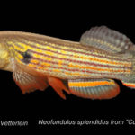 Aquarienverein Valle Tucabaca