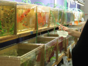 Bargteheider Zierfisch- und Pflanzenbörse!