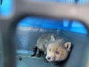 Fuchsbaby Fiete durch Polizeibeamte gerettet