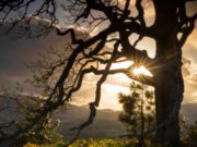 Mehr Bäume für Bargteheide