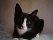 Katze ausgesetzt – Zeugen gesucht