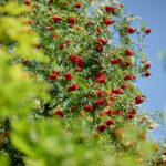 TZ9_8998_hfr_Bildnachweis_Timon_Kronenberg