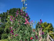 Kinderfest im Mitmach-Garten