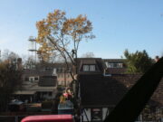 K 56: Baumfällarbeiten in Jersbek