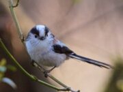 Erste Stimmen werden laut