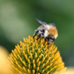 bee-4461898_640