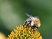Hobbys in Bargteheide: Imkerei bietet sich an