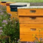 beehive-3703426_640