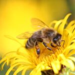 honey-bee-8320764_640