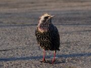 Vogelstimmen im Frühling
