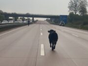 Stillstand auf der A1, Ausflug eines Jungbullen bremst Berufsverkehr aus