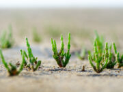 Naturerlebnisführung durch das Brenner Moor am 21.7.2024