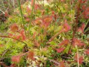 DEIN MOOR FÜR’S KLIMA!