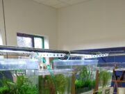 Zierfisch- und Pflanzenbörse am 1.2.