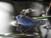 Sie machen blau – Moorfrösche in Schleswig-Holstein sind bereit zur Paarung