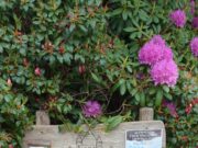 Audiowalk Bargtheide und anderswo „10 Fragen über das Leben und den Tod“